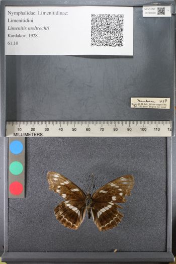 Media type: image;   Entomology 140668